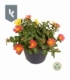 Portulaca
