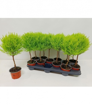 Cupressus