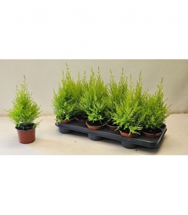 Cupressus
