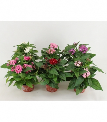 Pentas