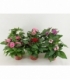 Pentas