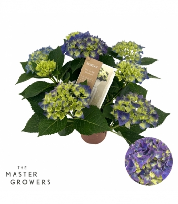 Hydrangea