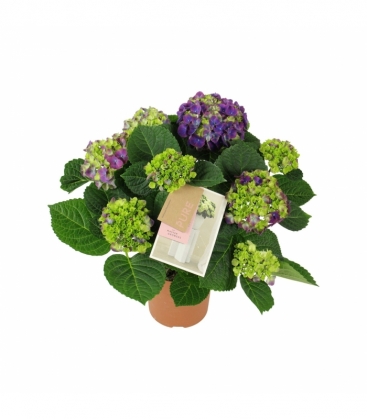 Hydrangea