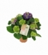 Hydrangea