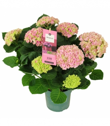 Hydrangea