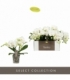 Phalaenopsis