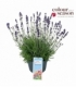 Lavandula