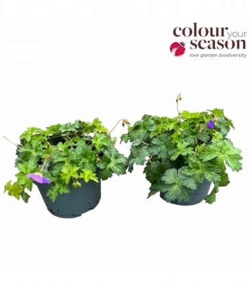 Geranium