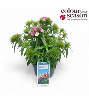 Dianthus