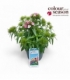 Dianthus