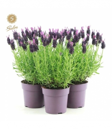 Lavandula