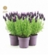Lavandula