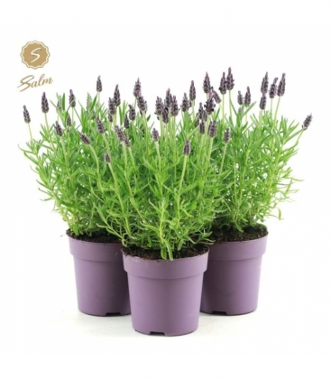 Lavandula