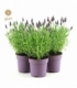Lavandula