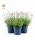 Lavandula