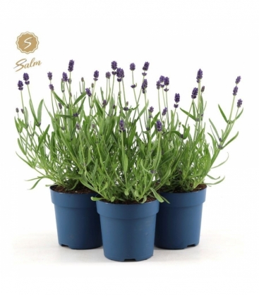 Lavandula