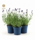 Lavandula