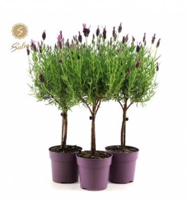 Lavandula