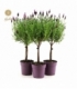 Lavandula