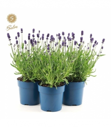Lavandula