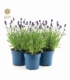 Lavandula