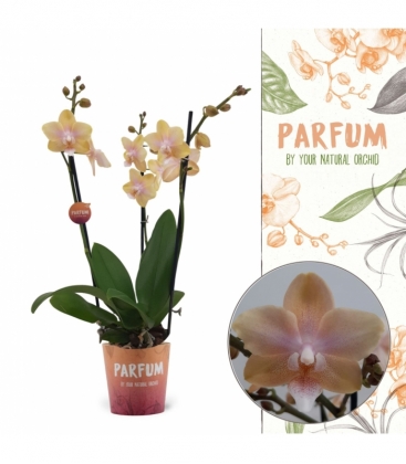 Phalaenopsis