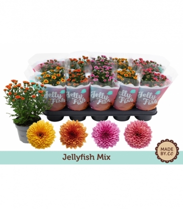 Chrysanthemum