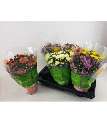 Chrysanthemum