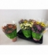 Chrysanthemum