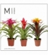 Bromelia