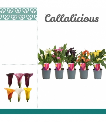 Zantedeschia