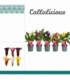 Zantedeschia