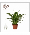 Spathiphyllum
