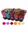 Kalanchoe
