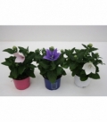 Platycodon