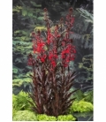 Lobelia