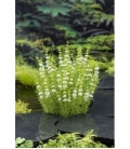 Mentha