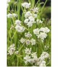 Oenanthe
