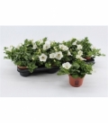 Petunia