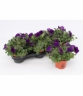 Petunia