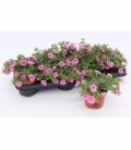 Calibrachoa