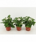 Pentas