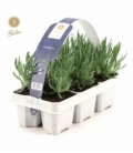 Lavandula