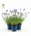 Lavandula