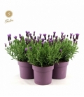 Lavandula