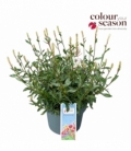 Gaura