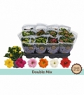 Kalanchoe