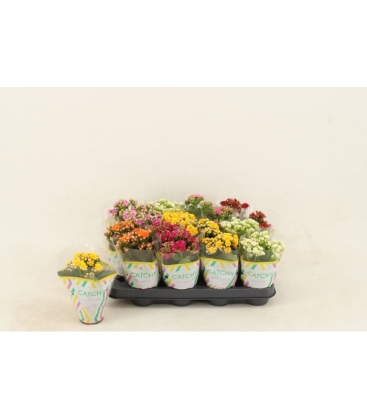 Kalanchoe