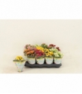 Kalanchoe