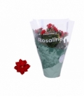 Kalanchoe